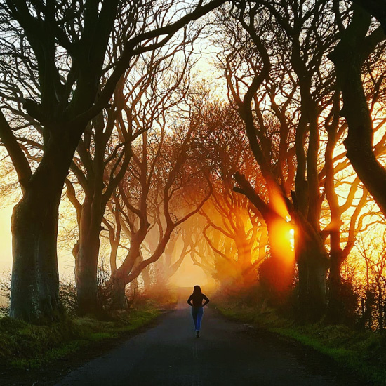 The Dark Hedges avenue of beech trees